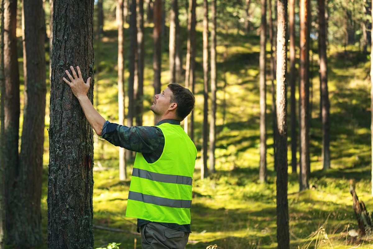Man in reflective safety vest examining tree in a green forest